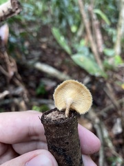Lentinus berteroi