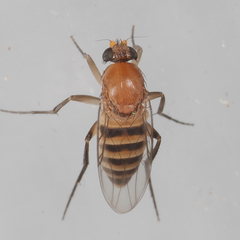 Apocephalus