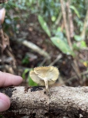 Lentinus berteroi