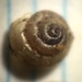 Lyrate Fringed-Snail - Photo (c) Benjamin Schwartz, some rights reserved (CC BY-NC), uploaded by Benjamin Schwartz