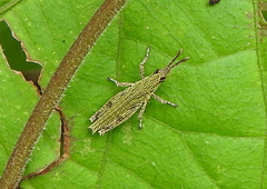 Tagasta marginella