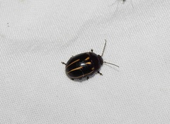 Paropsisterna lineata