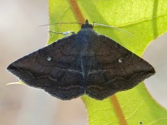 Lesmone detrahens