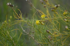Senecio subulatus