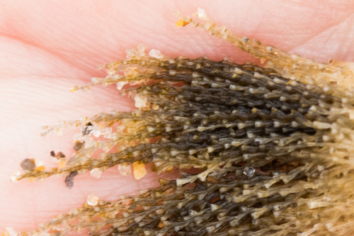 photo of Bean Clam  Hydroid (Eucheilota bakeri)