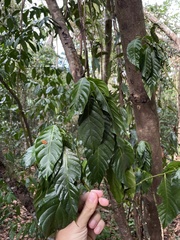 Palicourea crocea