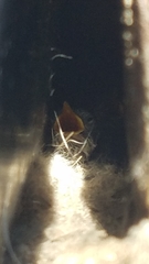 Sitta carolinensis