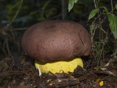 Butyriboletus loyo