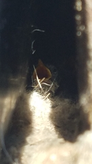 Sitta carolinensis
