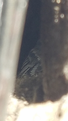 Sitta carolinensis