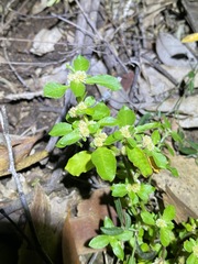 Alternanthera nana