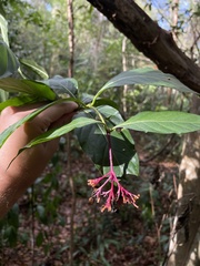 Palicourea croceoides