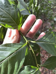 Palicourea croceoides