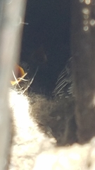 Sitta carolinensis