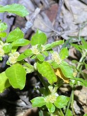 Alternanthera nana