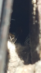 Sitta carolinensis