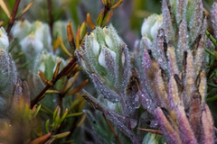 Chloropyron maritimum