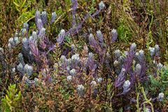 Chloropyron maritimum