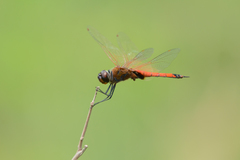 Tramea transmarina euryale