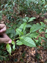 Faramea occidentalis