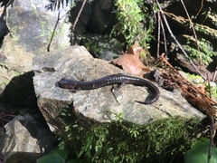 Plethodon elongatus