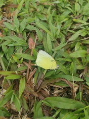 Catopsilia pomona