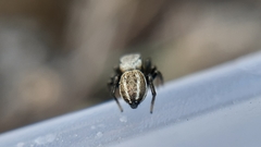 Heliophanus equester