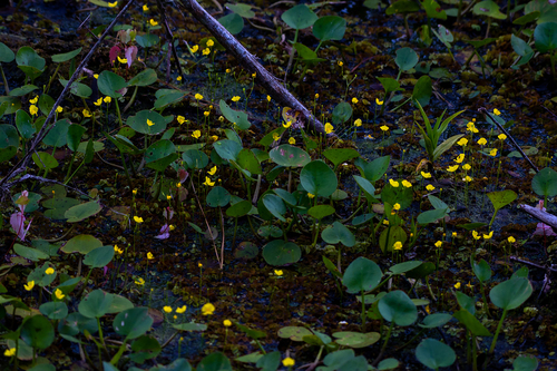 Utricularia gibba image