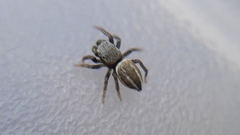 Heliophanus equester