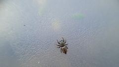 Heliophanus equester