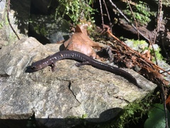 Plethodon elongatus