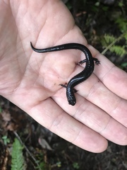 Plethodon elongatus