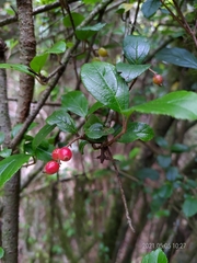 Viburnum suspensum
