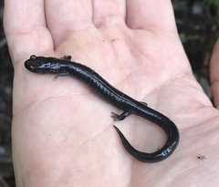 Plethodon elongatus