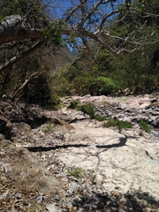 Pseudobombax ellipticum