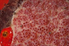 Aplidium flavolineatum