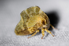 Telamonanthe