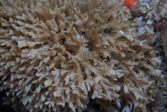 Gigantopora polymorpha