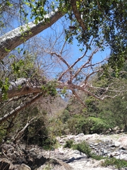 Pseudobombax ellipticum