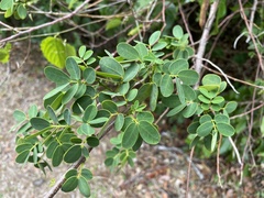 Senna bicapsularis