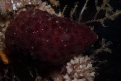 Alcyonidium nodosum