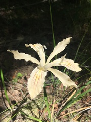 Iris purdyi