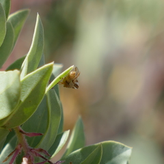 Grandolobus grandis