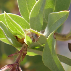 Grandolobus grandis