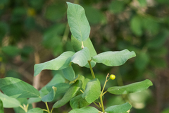 Frangula californica tomentella