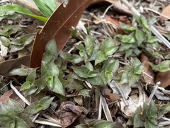 Callisia repens
