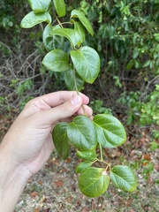 Amphilophium lactiflorum
