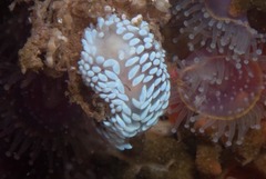 Antiopella capensis