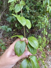 Amphilophium lactiflorum