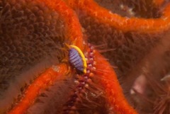 Ochlesis lenticulosus